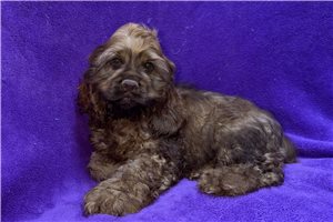 Jocelyn - Cocker Spaniel for sale