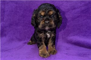 Charlotte - Cocker Spaniel for sale
