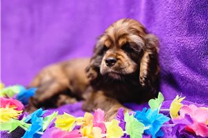 Isla | Puppies For Sale at Pawrade