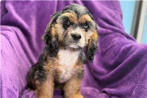 Kenzie - Cocker Spaniel for sale