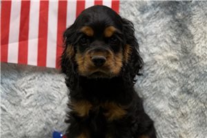 Camila - Cocker Spaniel for sale