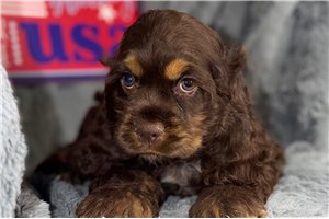 Jasmine - Cocker Spaniel for sale