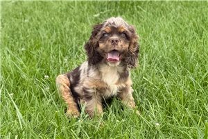 Smokey - Cocker Spaniel for sale