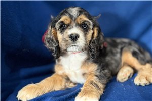 Kenzie - puppy for sale