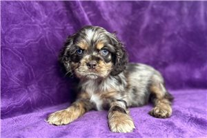 Miriam - puppy for sale