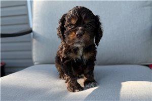 Sadie - puppy for sale