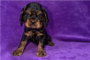Camila - puppy for sale