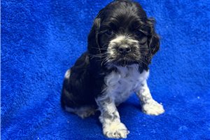 Burton - puppy for sale