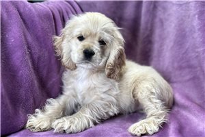 Deborah - puppy for sale