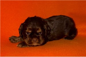 Sampson - puppy for sale