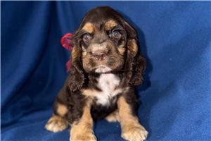 Kayla - Cocker Spaniel for sale