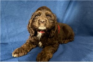 Kora - Cocker Spaniel for sale