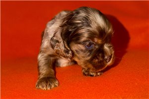 Sailor - Cocker Spaniel for sale