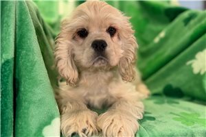 Dixon - Cocker Spaniel for sale