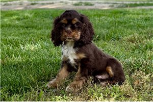 Sonny - Cocker Spaniel for sale