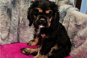 Charlotte - Cocker Spaniel for sale