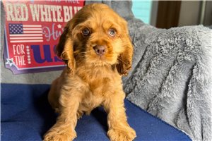Jenna - Cocker Spaniel for sale