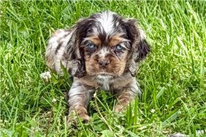 Sylo - Cocker Spaniel for sale