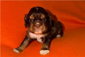 Sonny - puppy for sale