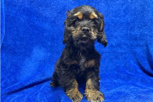 Montaro - Cocker Spaniel for sale