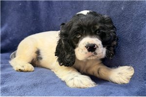 Derek - Cocker Spaniel for sale