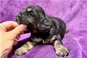 Jazz - Cockalier for sale