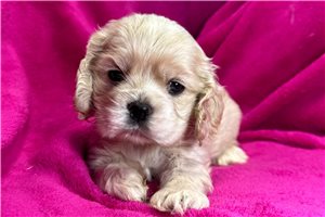 Cocker Spaniel for Sale | Puppies | Pawrade.com