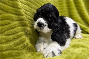 Derek - Cocker Spaniel for sale