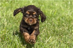Sampson - Cocker Spaniel for sale