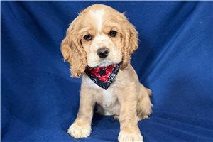 Kingston - Cocker Spaniel for sale