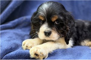 Douglas - puppy for sale
