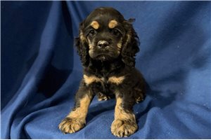 Keith - Cocker Spaniel for sale