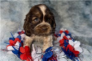 Julia - puppy for sale