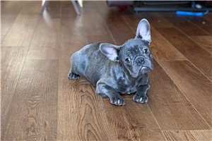 Amy - French Bulldog for sale