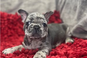 Atlas - puppy for sale