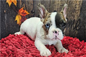 Marnie - French Bulldog for sale