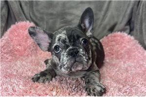 Ariel - puppy for sale