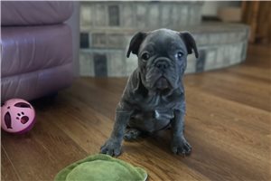 Abigail - puppy for sale
