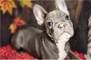 Mamba - puppy for sale