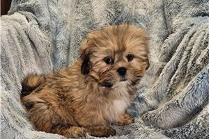 Peter - Lhasa Apso for sale