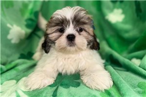 Genesis - Lhasa Apso for sale