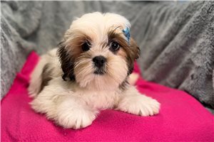 Lily - Lhasa Apso for sale