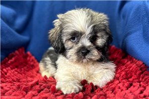 Asher - Lhasa Apso for sale