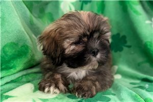Grayson - Lhasa Apso for sale