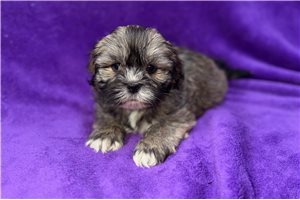 Bristol - Lhasa Apso for sale
