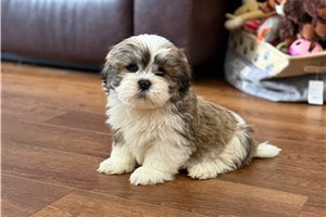 Parker - Lhasa Apso for sale