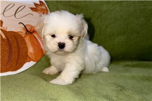 Cynthia - puppy for sale