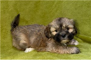 Brett - Lhasa Apso for sale