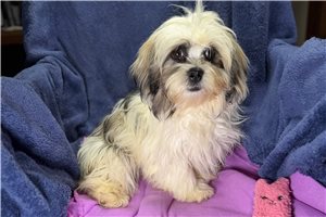 Tessa - Lhasa Apso for sale