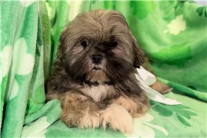 Penelope - puppy for sale